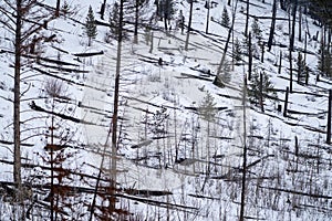 Winter scene of burned trees, remnants of the Sawback Prescribed Burn of 1993, as seen in 2019 along the Bow Valley Parkway in