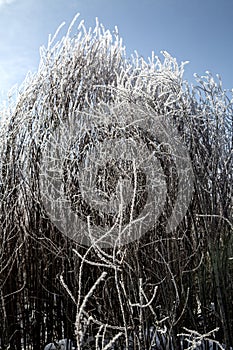 Winter scene of bushes with ice crystal frost in sunlight