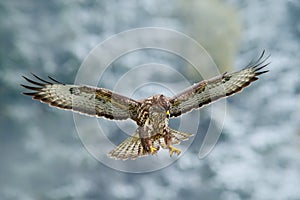 Winter scene with buzzard. Flying bird of prey. Bird in the snowy forest with open wings. Action scene from nature. Bird of prey C