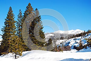 A winter scene in the California Sierra Nevada Mountains