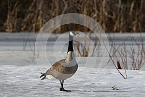 Winter scene of a Canada Goose in the snow