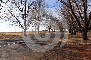 Winter Scene of Country Road Lined with Leafless Trees