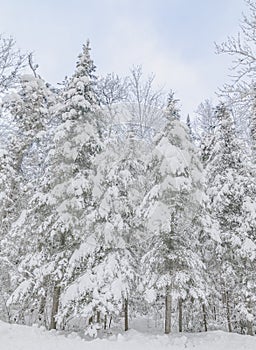Winter scene in Crawford Notch photo
