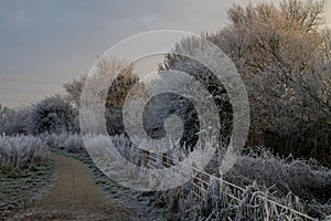 Winter scene on an early January morning with trees, bushes and grass covered in frost.