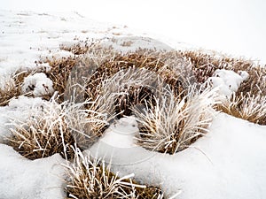 Winter scene featuring a cluster of lush green vegetation blanketed by a thick layer of snow