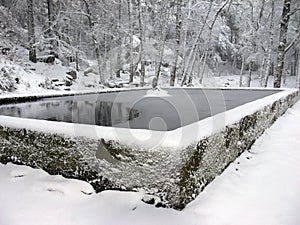 Winter scene in the forest