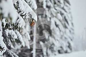 Winter scene in forest during snowing