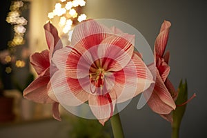 Winter scene with fresh pink amaryllis, branch of cones, cones in ceramic cup, old authentic vintage lantern with candle