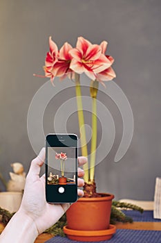 Winter scene with fresh pink amaryllis, branch of cones, cones in ceramic cup, old authentic vintage lantern with candle