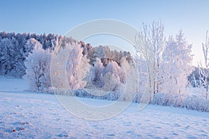 Winter scene. Frost and snow in picturesque morning. Snowy winter landscape in morning sunlight. Beautiful frosty nature.