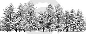 Winter Scene Frosty Snow White Forest Fir Trees Snowfall