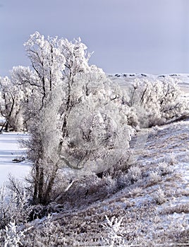 Winter scene with frosty trees and snow