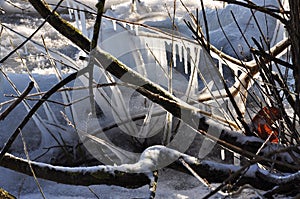 Winter scene: frozen tree on a lake shore