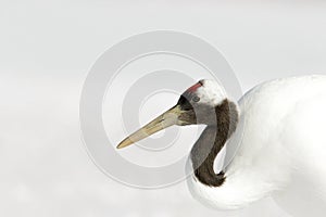 Winter scene from Japan. Detail portrait of bird. Red-crowned crane, Grus japonensis, head portrait with white and back plumage