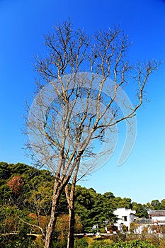 The winter scene of Junshan island in Dongting lake area