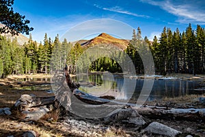 Winter scene at lake at Yosemite National Park, Califronia, USA. Fallen tree in front of a lake with pine trees and photo