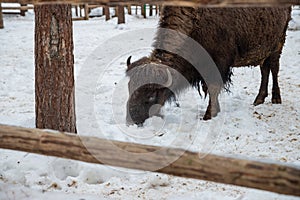 Winter scene.Large brown European bison stands in a snow near fence. Portrait of an adult male bison on the farm. Cloudy