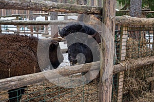 Winter scene.Large brown European bison stands in a snow near fence. Portrait of an adult male bison on the farm. Cloudy