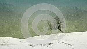 Winter scene with leaning tree and fir forest in the background