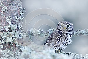 Winter scene with Little Owl, Athene noctua, in the white larch forest in central Europe. Portrait of small bird in the nature hab