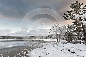 Winter scene at Loch Morlich in the Cairngorms National Park of Scotland.