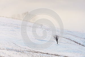 Winter scene with a lonely leafless tree in morning mist and snow