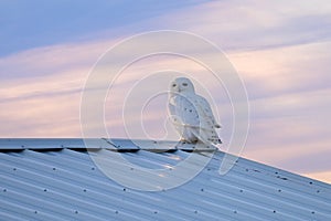 Winter scene of a male Snowy Owl sitting on a steel roof