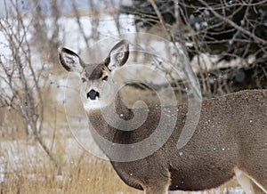 Winter scene of Mule deer in the snow