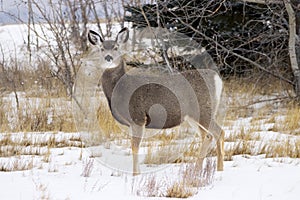 Winter scene of Mule deer  in the snow