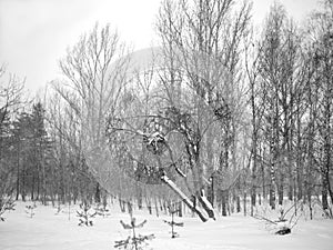 Winter scene with naked trees