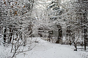 A Winter Scene in a Neighbourhood Park