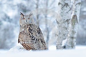 Winter scene with owl. Big Eastern Siberian Eagle Owl, Bubo bubo sibiricus, sitting on hillock with snow in the forest. Birch tree photo