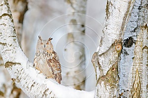 Winter scene with owl. Big Eastern Siberian Eagle Owl, Bubo bubo sibiricus, sitting on hillock with snow in the forest. Birch tree