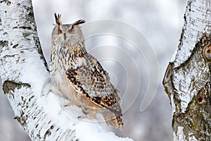 Winter scene with owl. Big Eastern Siberian Eagle Owl, Bubo bubo sibiricus, sitting on hillock with snow in the forest. Birch tree photo