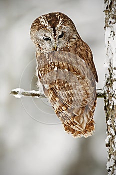 Winter scene with owl in the forest. Tawny Owl snow covered in snowfall during winter, tree trunk with snow. Owl with snow. Winter