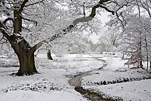 Winter scene of path and tree covered in Snow