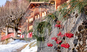 Winter scene photographed in the Alps outside the village of Wengen in Switzerland. Wood chalet, with red berries in foreground.