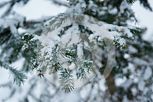 Pine branches covered with snow