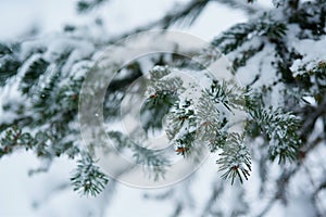 Winter scene - pine branches covered with snow.