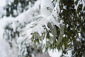 Winter scene - pine branches covered with snow.