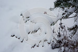 Winter scene - pine branches covered with snow.