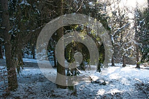 Winter scene in pine forest, entering sunlight