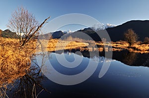 Winter scene of pitt lake