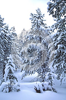 Winter scene, Robertson, WY