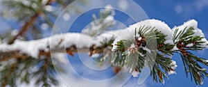 A winter scene showcasing a pine tree branch blanketed in snow on a sunny day, perfect for seasonal or natural-themed designs