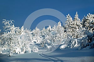 Winter scene with a skiing track, Lapland Finland