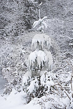 A winter scene with a small snow-covered pine with droopy branches