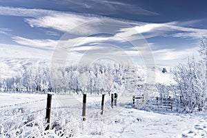 Winter scene of snow covered barbed wire fence and frosted trees at Glenbow Ranch Provincial Park near Cochrane Alberta