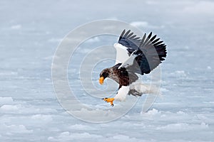 Winter scene with snow and eagle. Flying rare eagle. Steller`s sea eagle, Haliaeetus pelagicus, flying bird of prey, with blue sk