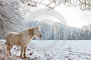 Winter scene with snow and white Konik horse at the Dutch Veluwezoom